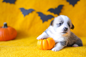 welsh corgi pembroke puppy halloween pumpkin © Zuz