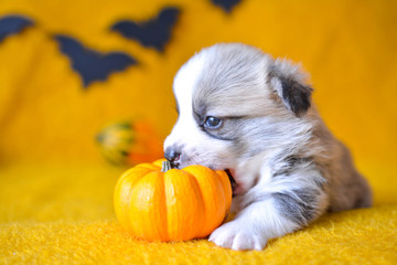 welsh corgi pembroke puppy halloween pumpkin © Zuz