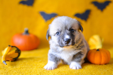 welsh corgi pembroke puppy halloween pumpkin © Zuz