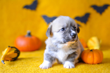 welsh corgi pembroke puppy halloween pumpkin