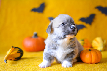 welsh corgi pembroke puppy halloween pumpkin © Zuz