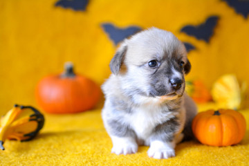 welsh corgi pembroke puppy halloween pumpkin © Zuz