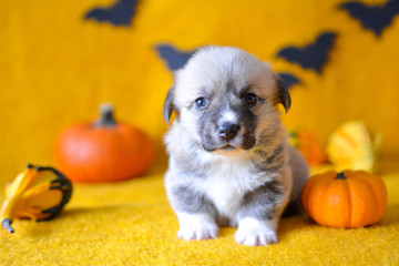 welsh corgi pembroke puppy halloween pumpkin © Zuz