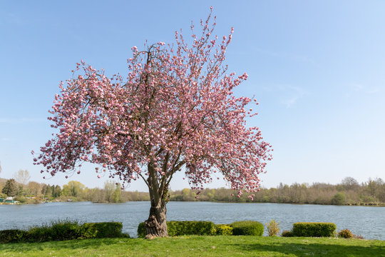 Cerisier japonais sur les berges d'un &eacute;tang &agrave; Cappy (Somme)