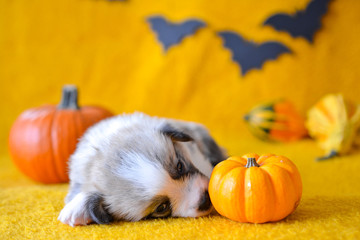 welsh corgi pembroke puppy halloween pumpkin © Zuz