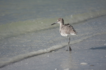 A solitary Willet foraging along the shoreline.