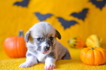 welsh corgi pembroke puppy halloween pumpkin © Zuz