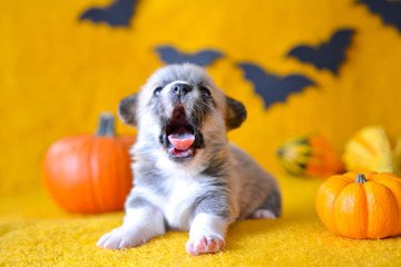 welsh corgi pembroke puppy halloween pumpkin © Zuz