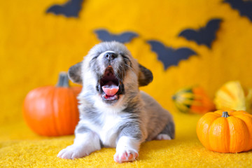 welsh corgi pembroke puppy halloween pumpkin © Zuz