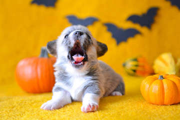 welsh corgi pembroke puppy halloween pumpkin © Zuz