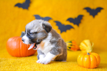 welsh corgi pembroke puppy halloween pumpkin © Zuz