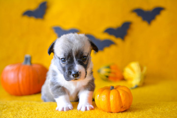 welsh corgi pembroke puppy halloween pumpkin © Zuz