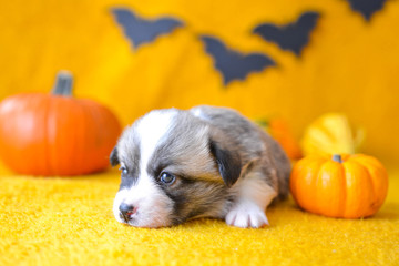 welsh corgi pembroke puppy halloween pumpkin