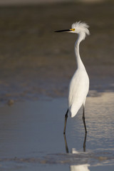 A regal Snowy Egret looking camera left.