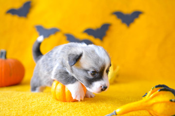 welsh corgi pembroke puppy halloween pumpkin © Zuz