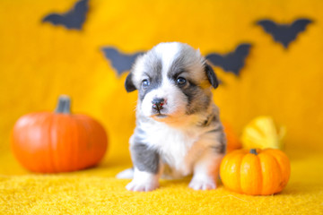 welsh corgi pembroke puppy halloween pumpkin © Zuz
