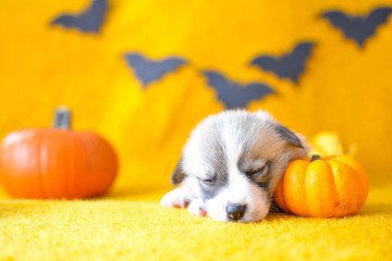 welsh corgi pembroke puppy halloween pumpkin © Zuz