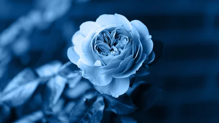 Blau getönte Rosen. Trendige Pantone-Farbe der Saison Frühjahr-Sommer 2020 © BarTa