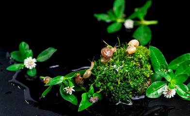 small snails dangling from flowers on green mossy stones isolated on a black background