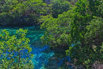 Lagoon in the jungle 