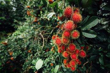 Rambutan on tree, Tropical fruit, Rambutan tree background, Orchard fruit, Rambutan from thailand