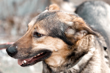 Portrait of a large outbred dog with ajar jaws on a walk, German shepherd phenotype