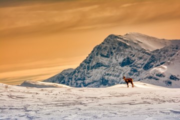 Chamois in the snow on the peaks of the National Park Picos de Europa in Spain.