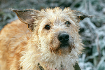 Portrait of a dog, half-breed terrier, on a walk with an unhappy look.