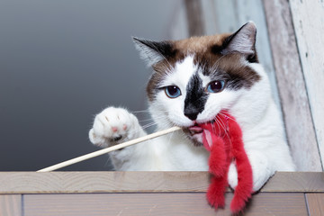 A cat of breed Snow Shu plays, nibbles a fur toy on a stick.