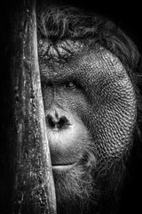 Peeking Orangutan - obrazy, fototapety, plakaty
