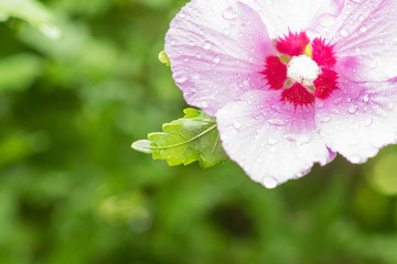 Pink hibiscus flower green background with raindrops