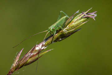 Little grasshopper on a green grass blade