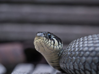 A non-poisonous grass snake at the pond in the garden in summer