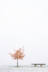 Single tree and seat bench at park in outdoor winter white fog scene