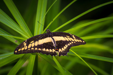 butterfly on leaf