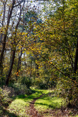 Sentier de la Forêt d'Ecault  à l'automne