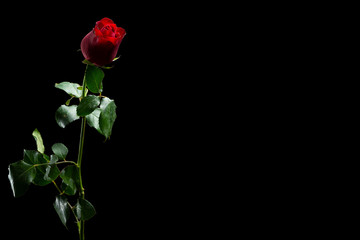 There is red rose with green leafs on the black background. Happy Valentine's Day.