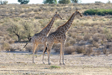 Two giraffes (Giraffa camelopardalis)  in the Auob Riverbed at sunrise, Kgalagadi Transfrontier park, Northern Cape, South Africa at dawn