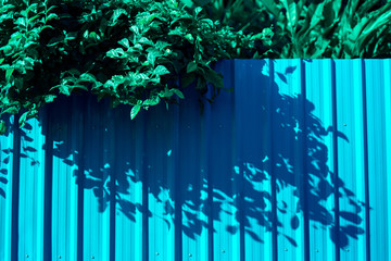 House siding fence with leaves on zinc fence wall in colorful concept.