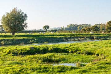 La Canche à Bréxent-Enocq