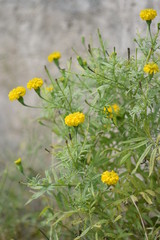 Flower in the valley