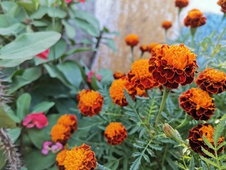 flowers in the garden