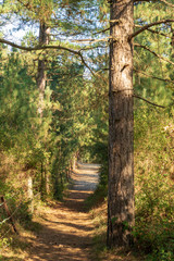 Sentier d'accès à la plage de Saint-Gabriel - Camiers-Sainte-Cécile