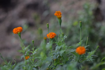Flowers in the valley