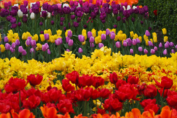 Colorful tulips in the park. Spring landscape. Flowers bed