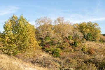 Arbres aux couleurs d'automne dans les dunes de Sainte-Cécile