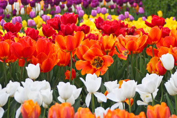 Colorful tulips in the park. Spring landscape. Flowers bed