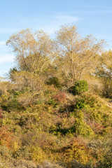 Arbres aux couleurs d'automne dans les dunes de Sainte-Cécile