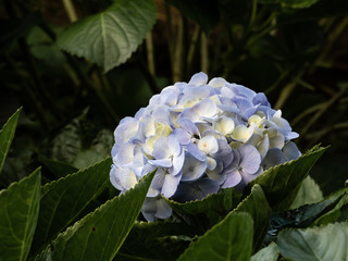a beautiful hydrangea in the garden
