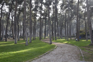 trees in the park